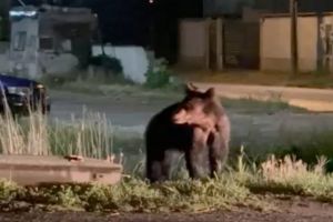 Legea prin care se pot împuşca mai mulţi urşi, ”îmbrăţişată” la Sibiu. Primar Avrig: „Relocarea nu era o soluţie”