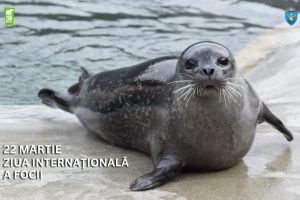 Grădina Zoologică Braşov invită publicul să participe la evenimentul dedicat Zilei Internaţionale a Focii
