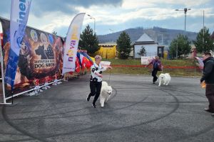 Câini din 13 ţări din Europa se întrec la Bistriţa pentru titluri de campioni