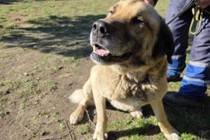 Van Gogh – uriaşul blând din Parcul Tractorul care aşteaptă o mână caldă