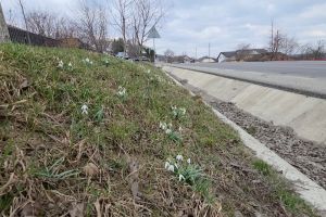 FOTO Gospodarul care „sfinţeşte locul”. Un botoşănean şi-a pus un covor de ghiocei în faţa porţii