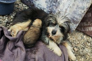 FOTO. Interventie emotionanta la Deva. Doi catelusi salvati dintr-o conducta subterana. Unul dintre pui, readus la viata prin resuscitare