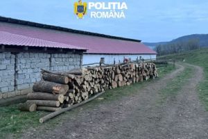 Percheziţii pentru infracţiuni la regimul silvic, pe raza judeţului Mureş
