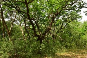 ARBDD: Ziua Internationala a Padurilor, celebrata in Delta Dunarii