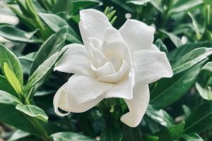 Gardenia – parfumul care nu pare făcut pentru grădini reci