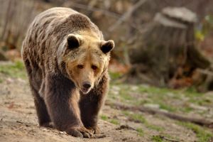 Bărbat atacat de urs, între comunele Măgherani şi Ghindari