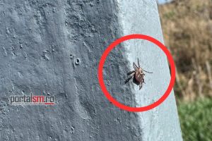 VIDEO. Căpuşele au reapărut în Satu Mare. Zonele unde trebuie să fii atent