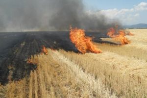 APIA avertizează: arderea miriştilor şi a vegetaţiei, strict interzisă