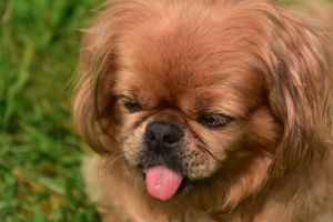 Cruzime fara margini in Calarasi: Un minor de 14 ani, in arest la domiciliu dupa ce a filmat uciderea a doi pui de caine 