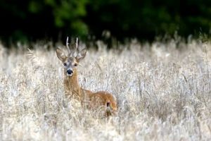 Decizie radicala la Aeroportul International Mihail Kogalniceanu: Trei capriori vor fi impuscati pentru siguranta zborurilor (DOCUMENTE)