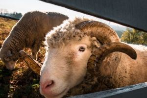 Jaf in serie la un saivan din Fizes. Trei tineri sunt cercetati pentru furtul a 13 oi