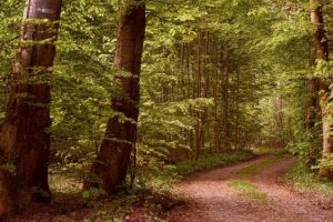 Tragedie la exploatarea forestiera. Un tanar de 30 de ani a murit intr-o padure din zona Dealul Negru