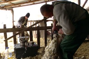 De la resursă valoroasă la problemă. Lâna produsă în România nu mai are căutare şi ajunge deşeu