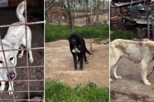 FOTO. Descoperire şoc în Timiş. Zeci de câini ţinuţi în condiţii mizere, în urma unei razii de noapte