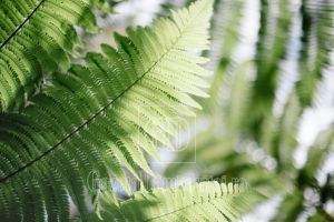 Feriga în grădină – eleganţa discretă a spaţiilor umbrite