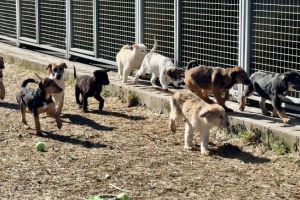 Porţile adăpostului se deschid cu inima: 30 martie – 4 aprilie, vino să cunoşti câinii care aşteaptă o familie adevărată