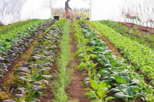 Agricultura pe înţelesul tuturor – Producerea răsadurilor şi a legumelor în micile ferme comerciale şi în grădinile familiale