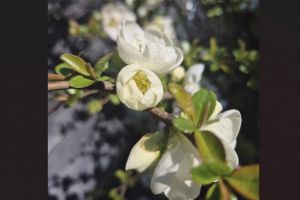 #ConstantaEsteBine: 24 martie 2026. Primavara a intrat oficial in vibratia sa dominanta