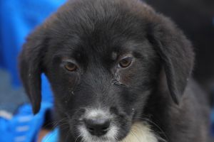 Constanta: Campania Adopta un catel! merge mai departe. Onix si Blackie, in asteptarea unei familii iubitoare 