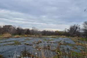 Proiectul gigant de la Delfinariu ajunge la judecata. Asociatia Feliciei Ovanesian cere anularea PUZ-ului Cambela Prod (DOCUMENT)