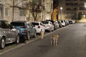 Fenomenul câinilor abandonaţi ia amploare la Sibiu: haită mare zărită pe Mihai Viteazu / foto