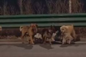 Șapte căţei furaţi din China au devenit virali după ce au evadat şi s-au întors acasă