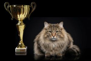 „Oscarurile lumii feline”, la Bucureşti: când visele pisicilor devin realitate