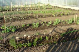 Agricultura pe înţelesul tuturor – Organizarea grădinii de legume