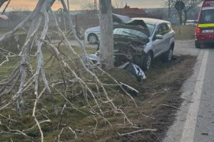 Consiliul Judeţean Tulcea scoate la vânzare peste 2.900 de arbori de pe drumurile judeţene