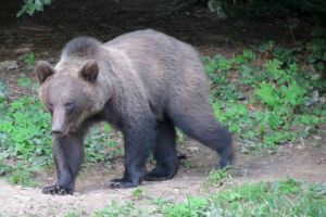 Ursuleţul Şoni, mascota lacului Sfânta Ana care a rănit o turistă, ar putea fi ÎMPUȘCAT