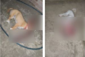 Condamnare definitiva: Ce verdict a dat Curtea de Apel Constanta in cazul barbatului acuzat de uciderea a doi catei (MINUTA)