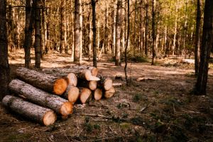 CJ Constanta decide daca se constituie parte civila intr-un dosar penal de taiere si furt de arbori din padurea Coslugea (DOCUMENTE)