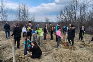 Puieţi plantaţi pe locul unei foste sonde de petrol