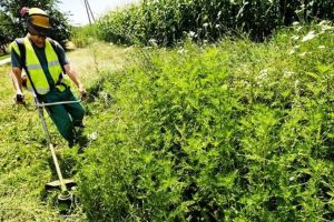 Direcţia Judeţeană de Mediu Vrancea: combaterea ambroziei, obligaţie legală pentru proprietarii de terenuri din Vrancea