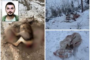 Măcel pe un fond de vânătoare din Bihor: 9 căprioare şi cerbi împuşcaţi ilegal, prejudiciu de 250.000 lei. Patru reţinuţi, printre ei un fost campion la tir (FOTO/VIDEO)