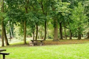 Primaria Pantelimon investeste in siguranta spatiilor verzi: Contract de 30.000 de lei pentru toaletarea arborilor din comuna (DOCUMENTE)