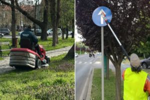 Horticultura va îngriji spaţiile verzi centrale şi va toaleta arborii din Timişoara şi în următorii patru ani