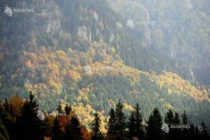 25 martie – Ziua naţională a pădurilor