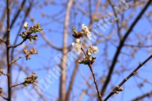 Vreme caldă în sudul ţării: temperaturi de până la 17 grade şi vânt în intensificare