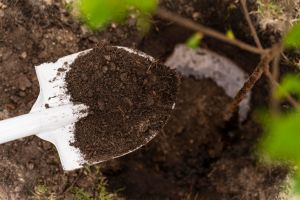 Agricultura pe înţelesul tuturor – Plantarea corectă a pomilor fructiferi – (1)