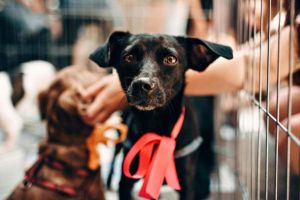 Mai multe şanse pentru câinii de la Danyflor. Parteneriat pentru creşterea ratei de adopţie