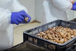 O familie din judeţul Braşov exportă melci inclusiv în Franţa. Marea ambiţie, să convingă şi românii de beneficiile consumului cărnii de melc