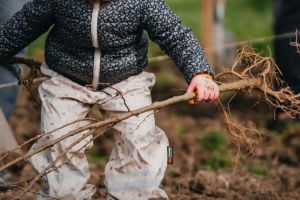 10.000 de puieţi plantaţi la Ianova. Voluntarii, invitaţi să „scrie” viitorul verde al Timişului