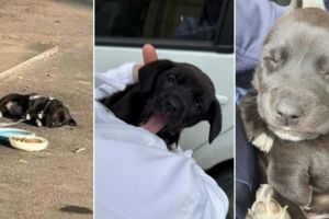 FOTO. Căţel folosit pentru cerşit pentru a impresiona trecătorii, salvat de poliţiştii timişoreni