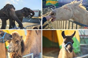 Zoo Park revine la Satu Mare: singurul loc din România unde copiii pot hrăni un elefant