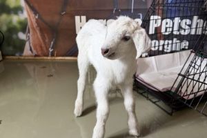 Caz şocant de cruzime faţă de animale la Sfântu Gheorghe: Un ied viu, aruncat în containerul de gunoi