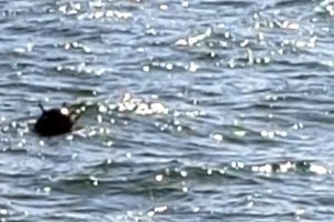 MApN - Minele marine in deriva din acvatoriul Marii Negre au la origine exclusiv actiunile Federatiei Ruse impotriva Ucrainei“