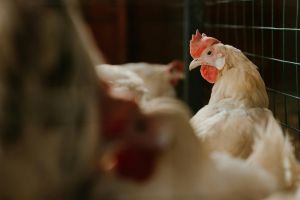 Bihorul, pe primul loc la banii europeni primiţi pentru sectorul avicol şi pe cel secund, pentru fermele de porci