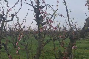 Navodari: Sute de pomi fructiferi distribuiti gratuit localnicilor. Primarul Florin Chelaru - Un pom pentru fiecare om 