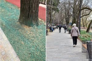 De ce este vopsit în verde pământul din parcul Libertăţii din Oradea? Primăria: „Va dispărea în 2-3 săptămâni”